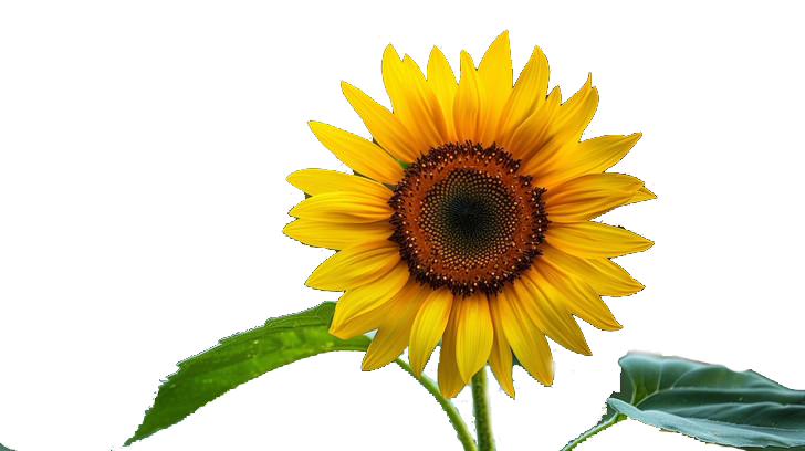 Sunflower Footer